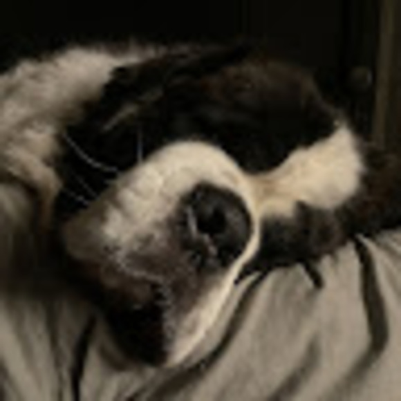 Meet your Posher, Reece - Picture 1 of 1